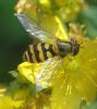 Syrphus sp.